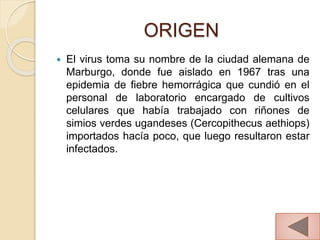 ORIGEN
 El virus toma su nombre de la ciudad alemana de
Marburgo, donde fue aislado en 1967 tras una
epidemia de fiebre hemorrágica que cundió en el
personal de laboratorio encargado de cultivos
celulares que había trabajado con riñones de
simios verdes ugandeses (Cercopithecus aethiops)
importados hacía poco, que luego resultaron estar
infectados.
3
 