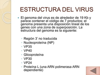 ESTRUCTURA DEL VIRUS
 El genoma del virus es de alrededor de 19 Kb y
parece contener el código de 7 productos; el
genoma presenta una disposición lineal de los
genes con una zona de superposición. La
estructura del genoma es la siguiente:
◦ Región 3’ no traducida
◦ Nucleoproteína (NP)
◦ VP35
◦ VP40
◦ Glicoproteína
◦ VP30
◦ VP24
◦ Proteína L (una ARN polimerasa ARN
dependiente)
4
 