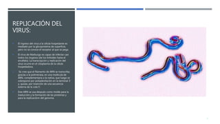 REPLICACIÓN DEL
VIRUS:
 El ingreso del virus a la célula hospedante es
mediado por la glicoproteína de superficie,
pero no se conoce el receptor al que se pega.
 El virus de Marburgo es capaz de infectar casi
todos los órganos (de los linfoides hasta el
encéfalo). La transcripción y replicación del
virus ocurre en el citoplasma de la célula
hospedadora.
 Se cree que el filamento de ARN se transcribe,
gracias a la polimerasa, en una molécula de
ARN, complementaria a la nativa, que luego se
sobrepone por poliadenilación en la terminal 3’
y, quizás, por inserción de una secuencia
externa de la cola 5’.
 Este ARN se usa después como molde para la
traducción y la formación de las proteínas y
para la replicaciónn del genoma.
4
 