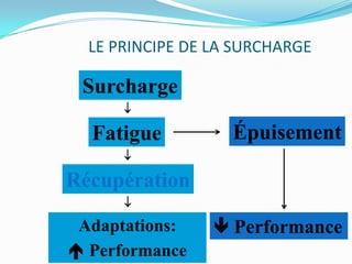 LE PRINCIPE DE LA SURCHARGE

 Surcharge
      

  Fatigue          Épuisement
      

Récupération
     

 Adaptations:     Performance
 Performance
 