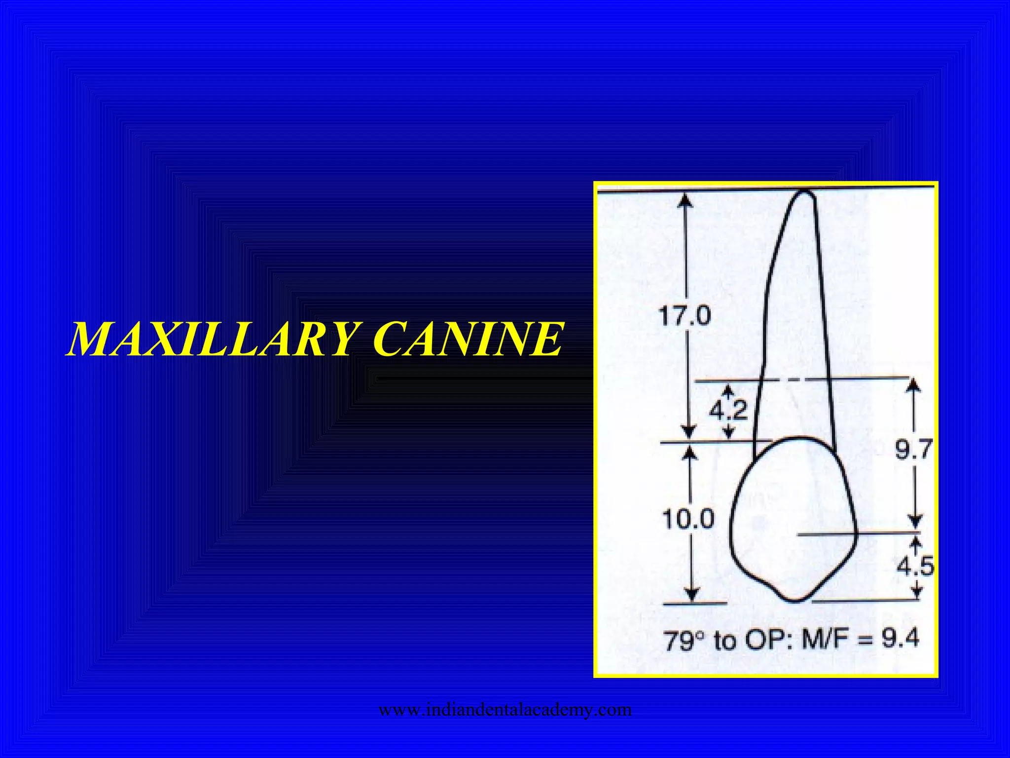 MAXILLARY CANINE
www.indiandentalacademy.com
 