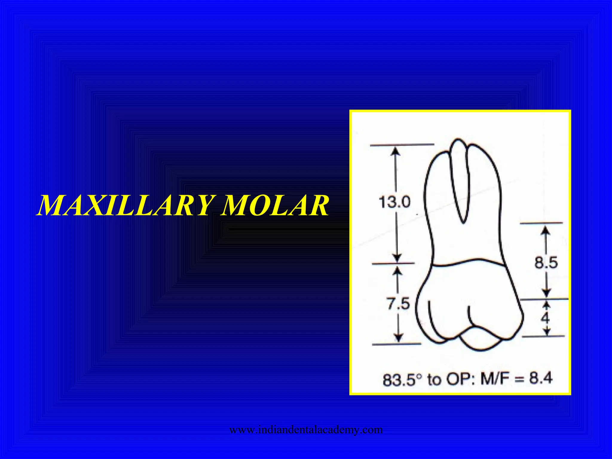 MAXILLARY MOLAR
www.indiandentalacademy.com
 