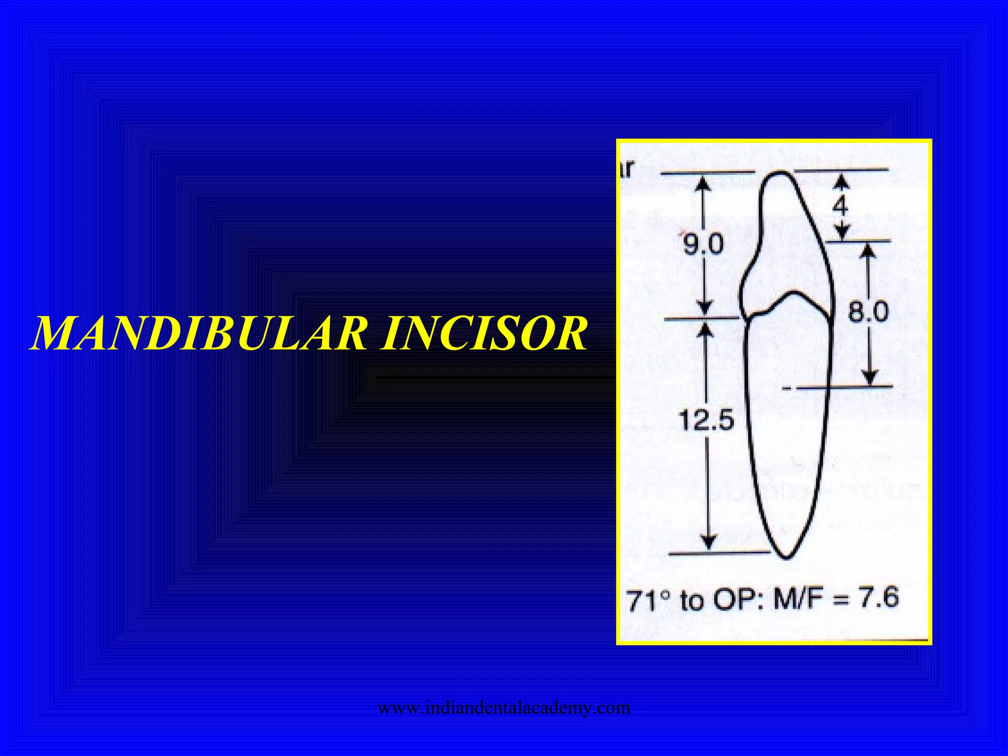 MANDIBULAR INCISOR
www.indiandentalacademy.com
 