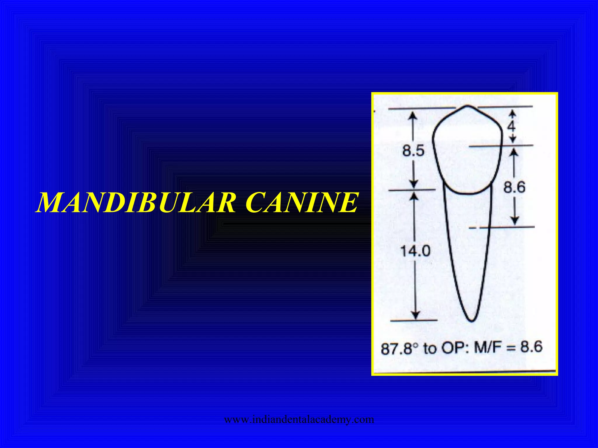 MANDIBULAR CANINE
www.indiandentalacademy.com
 