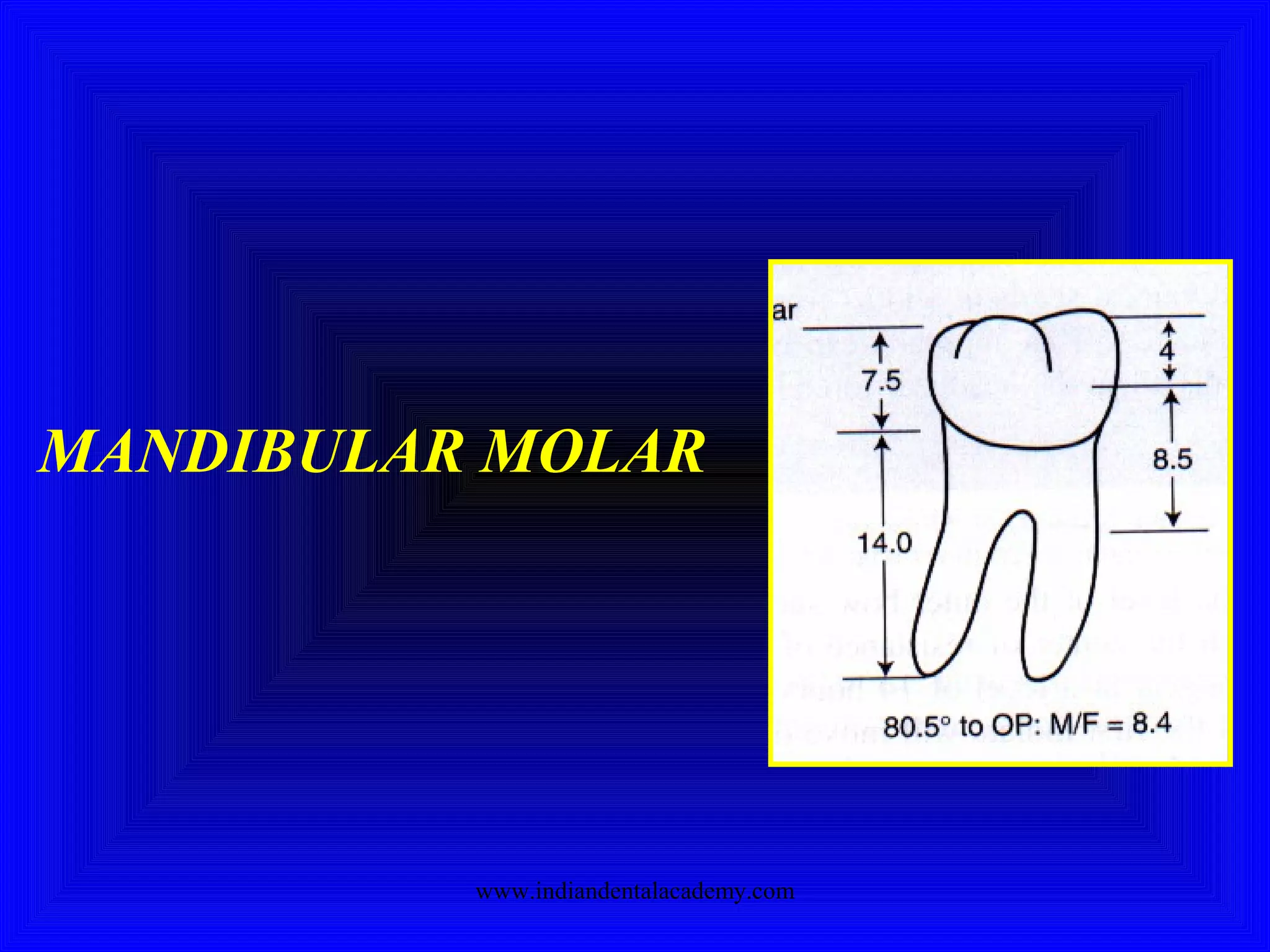 MANDIBULAR MOLAR
www.indiandentalacademy.com
 