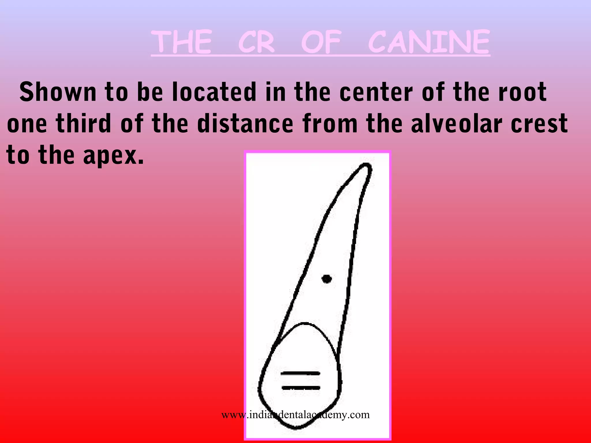 THE CR OF CANINE
Shown to be located in the center of the root
one third of the distance from the alveolar crest
to the apex.
www.indiandentalacademy.com
 