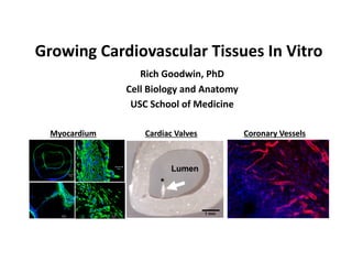 Growing Cardiovascular Tissues In Vitro 
               Rich Goodwin, PhD 
            Cell Biology and Anatomy 
             USC School of Medicine 
 