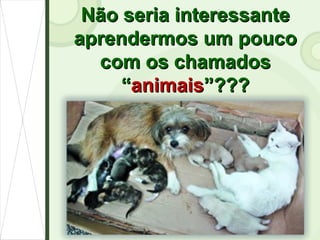 Não seria interessante aprendermos um pouco com os chamados “ animais ”??? 