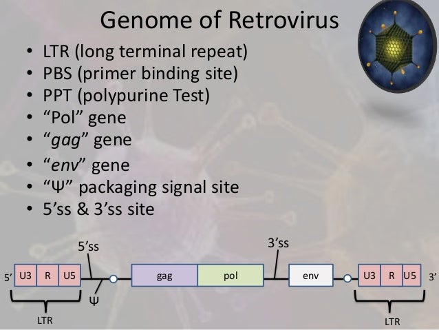 Retroviral Vectors