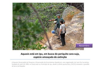 Novembro

Aquasis está em Ipu, em busca do periquito cara-suja,
espécie ameaçada de extinção
A Aquasis (Associação de Pesquisa e Preservação de Ecossistemas Aquáticos), uma organização civil sem fins lucrativos,
fundada em abril de 1994, no Ceará está no município de Ipu, desde a última quinta-feira, (14/11) visitando o paredão
da Serra da Ibiapaba.

 
