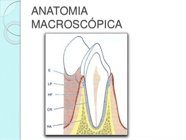 Retroalimentacion biologia del periodonto