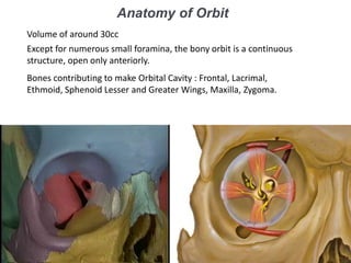 Anatomy of Orbit
Volume of around 30cc
Except for numerous small foramina, the bony orbit is a continuous
structure, open only anteriorly.
Bones contributing to make Orbital Cavity : Frontal, Lacrimal,
Ethmoid, Sphenoid Lesser and Greater Wings, Maxilla, Zygoma.
 