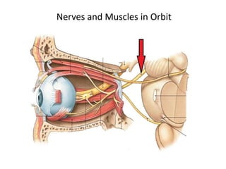 Nerves and Muscles in Orbit
 