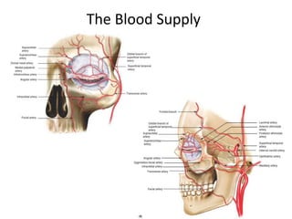 The Blood Supply
 