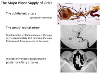 The Major Blood Supply of Orbit
The ophthalmic artery
contributes maximum
The central retinal artery
Penetrates the ventral dura to enter the optic
nerve approximately 18.6 mm from the optic
foramen and 8 mm posterior to the globe.
The optic nerve head is supplied by the
posterior ciliary arteries.
 