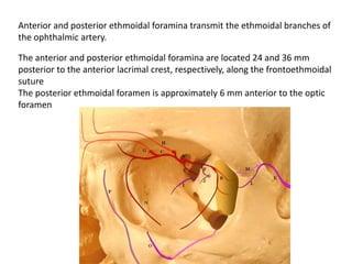 Anterior and posterior ethmoidal foramina transmit the ethmoidal branches of
the ophthalmic artery.
The anterior and posterior ethmoidal foramina are located 24 and 36 mm
posterior to the anterior lacrimal crest, respectively, along the frontoethmoidal
suture
The posterior ethmoidal foramen is approximately 6 mm anterior to the optic
foramen
 