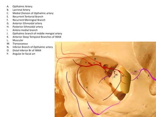 A. Opthalmic Artery
B. Lacrimal Artery
C. Medial Division of Opthalmic artery
E. Recurrent Tentorial Branch
F. Recurrent Meningeal Branch
G. Anterior Ethmoidal artery
H. Posterior Ethmoidal artery
I. Antero medial branch
J. Opthalmic branch of middle mengial artery
K. Anterior Deep Temporal Branches of IMAX
L. Muscular
M. Transosseous
N. Inferior Branch of Opthalmic artery
O. Distal Inferior Br of IMAX
P. Angular br facial art
 