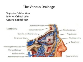 The Venous Drainage
Superior Orbital Vein
Inferior Orbital Vein
Central Retinal Vein
 