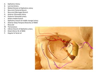 retrobulbar hemorrhage - anatomy physiology.pptx