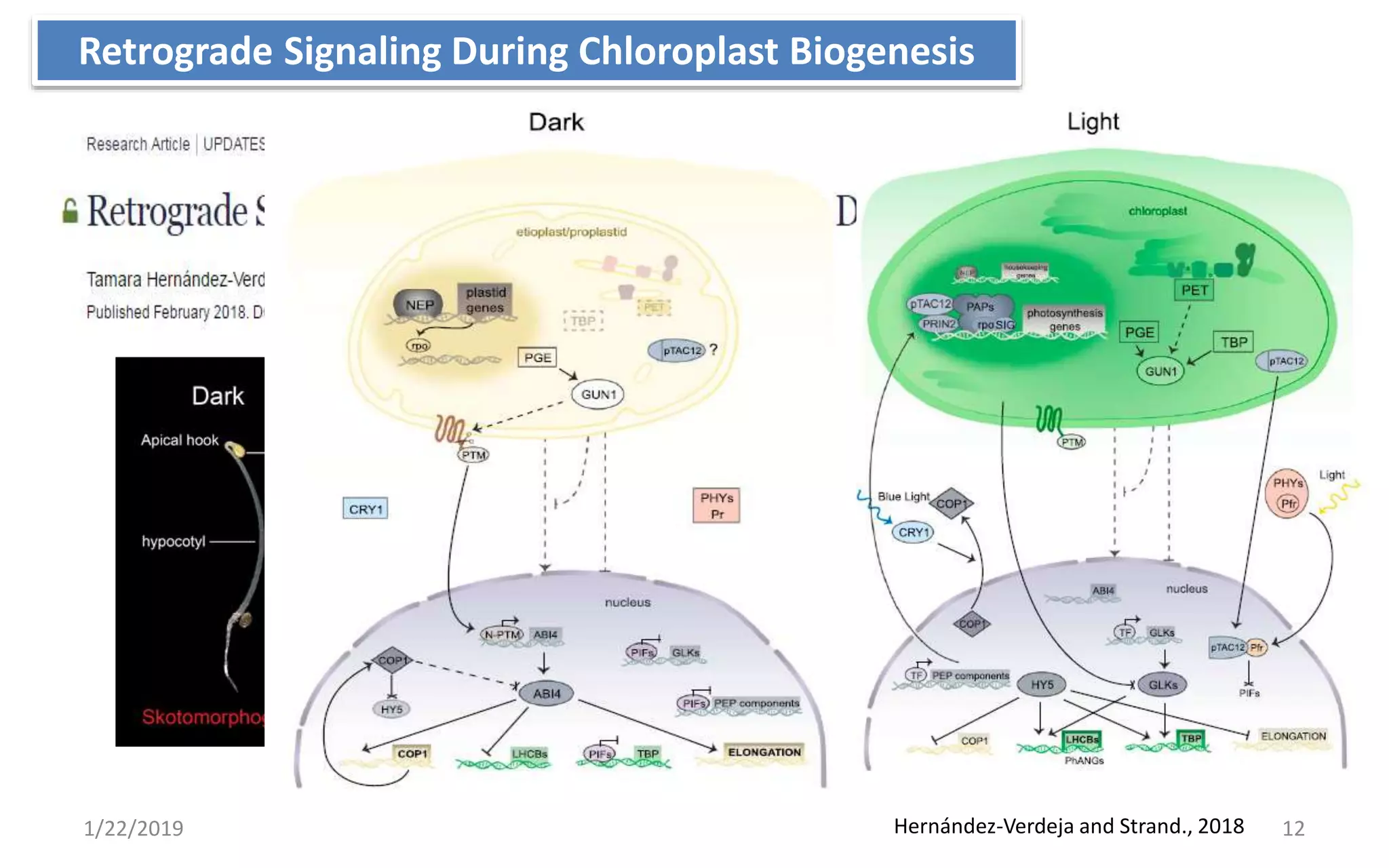 1/22/2019 12Hernández-Verdeja and Strand., 2018
Retrograde Signaling During Chloroplast Biogenesis
 