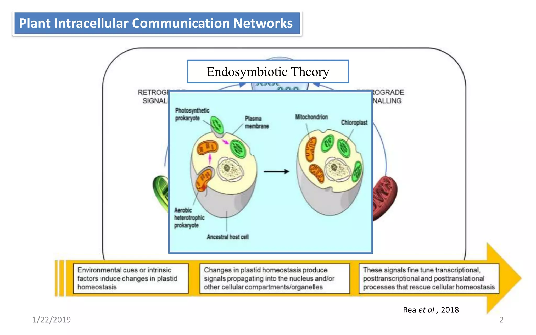 Plant Intracellular Communication Networks
21/22/2019
Rea et al., 2018
Endosymbiotic Theory
 