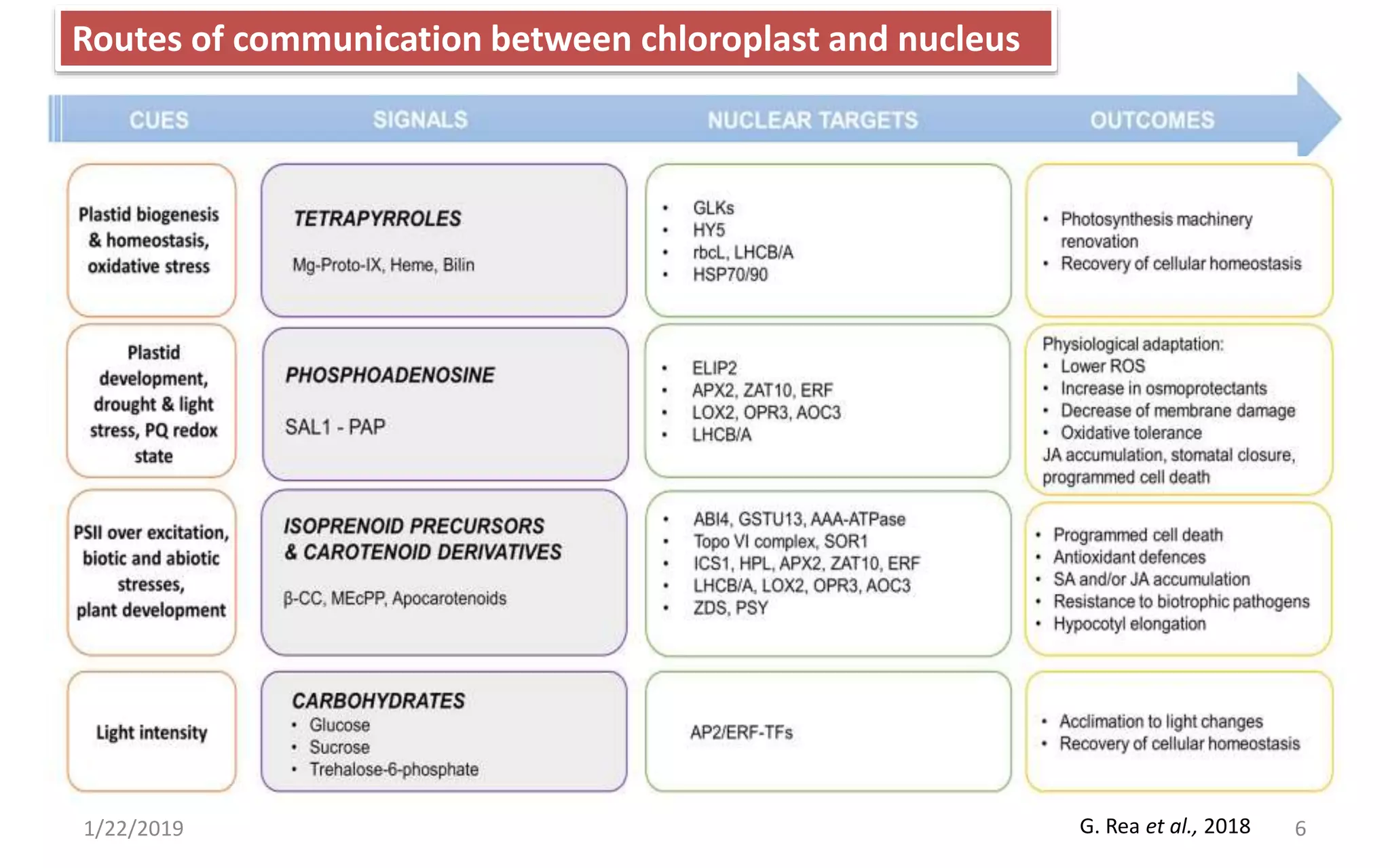1/22/2019 6
Routes of communication between chloroplast and nucleus
G. Rea et al., 2018
 