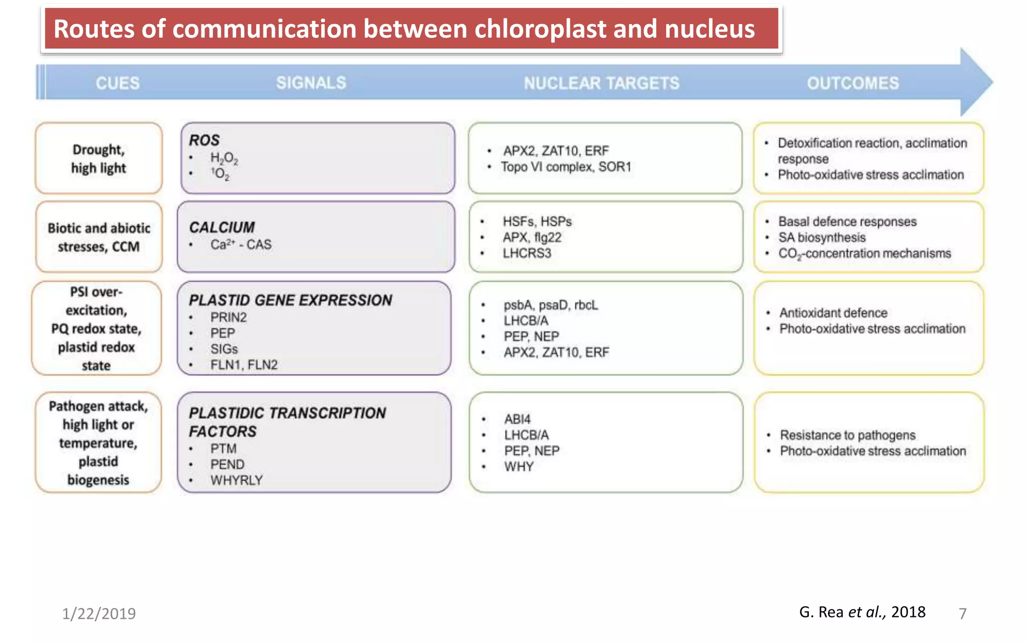 1/22/2019 7
Routes of communication between chloroplast and nucleus
G. Rea et al., 2018
 