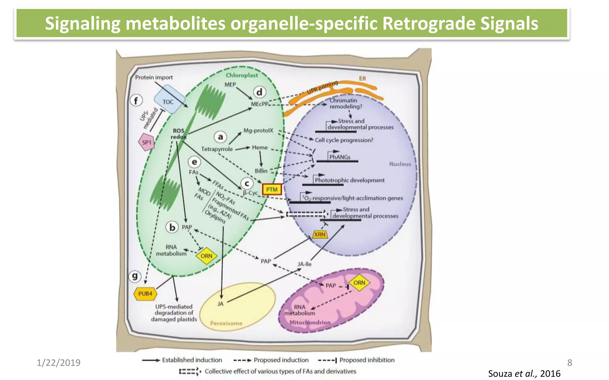 1/22/2019 8
Signaling metabolites organelle-specific Retrograde Signals
Souza et al., 2016
 