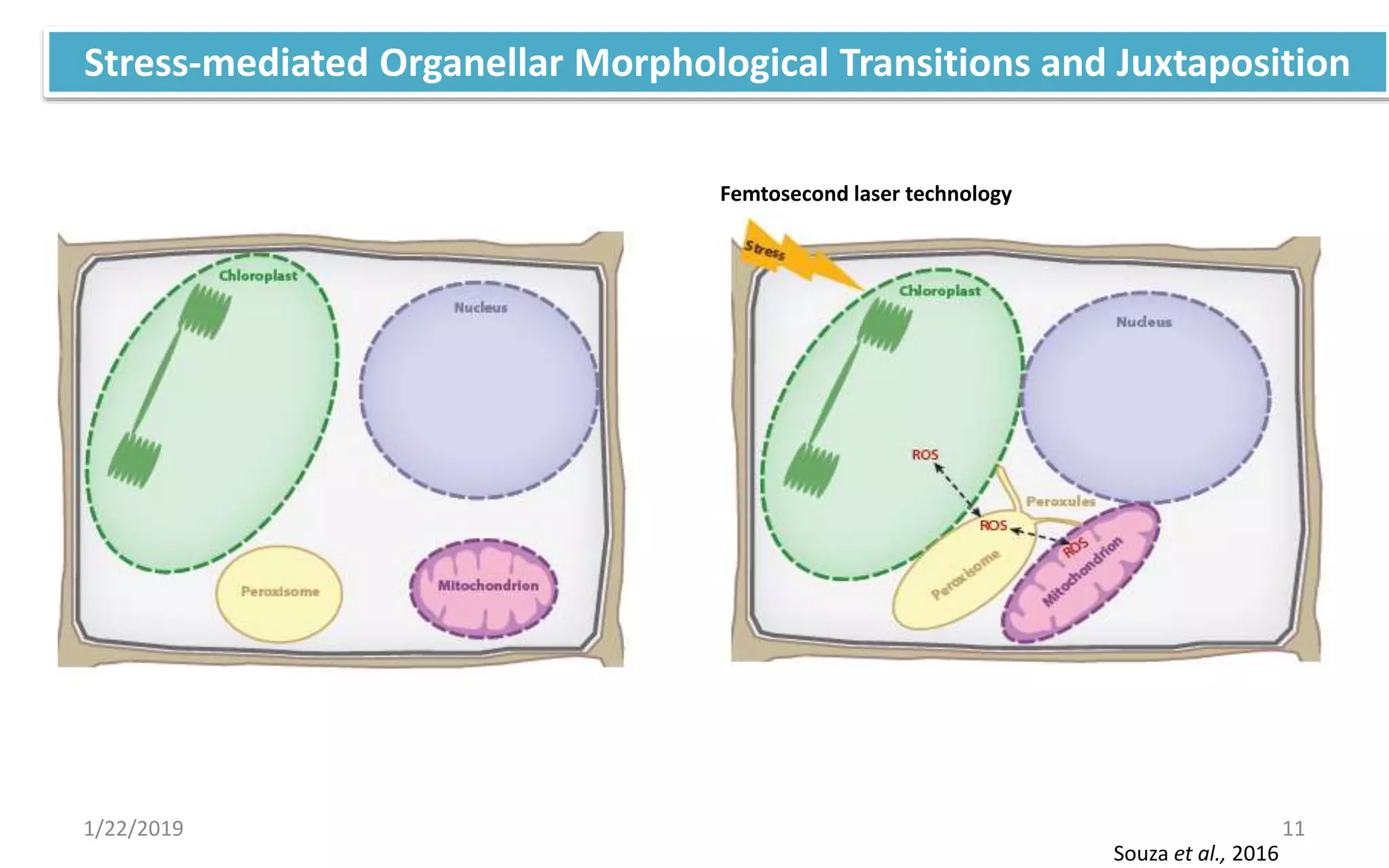 1/22/2019 11
Stress-mediated Organellar Morphological Transitions and Juxtaposition
Souza et al., 2016
Femtosecond laser technology
 