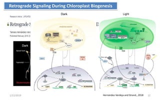 1/22/2019 12Hernández-Verdeja and Strand., 2018
Retrograde Signaling During Chloroplast Biogenesis
 
