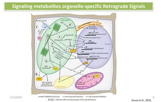 1/22/2019 8
Signaling metabolites organelle-specific Retrograde Signals
Souza et al., 2016
 