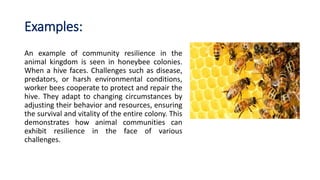 Examples:
An example of community resilience in the
animal kingdom is seen in honeybee colonies.
When a hive faces. Challenges such as disease,
predators, or harsh environmental conditions,
worker bees cooperate to protect and repair the
hive. They adapt to changing circumstances by
adjusting their behavior and resources, ensuring
the survival and vitality of the entire colony. This
demonstrates how animal communities can
exhibit resilience in the face of various
challenges.
 