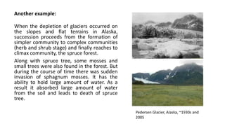 When the depletion of glaciers occurred on
the slopes and flat terrains in Alaska,
succession proceeds from the formation of
simpler community to complex communities
(herb and shrub stage) and finally reaches to
climax community, the spruce forest.
Along with spruce tree, some mosses and
small trees were also found in the forest. But
during the course of time there was sudden
invasion of sphagnum mosses. It has the
ability to hold large amount of water. As a
result it absorbed large amount of water
from the soil and leads to death of spruce
tree.
Another example:
Pedersen Glacier, Alaska, ~1930s and
2005
 