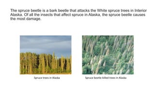 The spruce beetle is a bark beetle that attacks the White spruce trees in Interior
Alaska. Of all the insects that affect spruce in Alaska, the spruce beetle causes
the most damage.
Spruce beetle-killed trees in Alaska
Spruce trees in Alaska
 