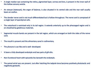RETROGRESSIVEMETAMORPHOSIS.ppt Metamorphosis | PPTX