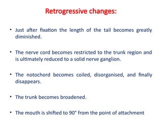 RETROGRESSIVEMETAMORPHOSIS.ppt Metamorphosis | PPTX