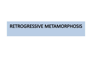 RETROGRESSIVEMETAMORPHOSIS.ppt Metamorphosis | PPTX