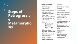 Retrogressive Metamorphosis in Urochordates: Evolution and Adaptation ...