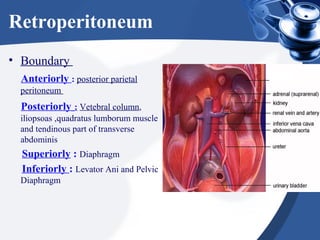 Retroperitoneum
• Boundary
Anteriorly : posterior parietal
peritoneum
Posteriorly : Vetebral column,
iliopsoas ,quadratus lumborum muscle
and tendinous part of transverse
abdominis
Superiorly : Diaphragm
Inferiorly : Levator Ani and Pelvic
Diaphragm
 