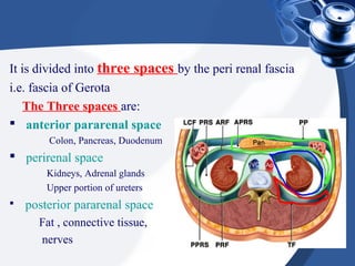 It is divided into three spaces by the peri renal fascia
i.e. fascia of Gerota
The Three spaces are:
 anterior pararenal space
Colon, Pancreas, Duodenum
 perirenal space
Kidneys, Adrenal glands
Upper portion of ureters
 posterior pararenal space
Fat , connective tissue,
nerves
 