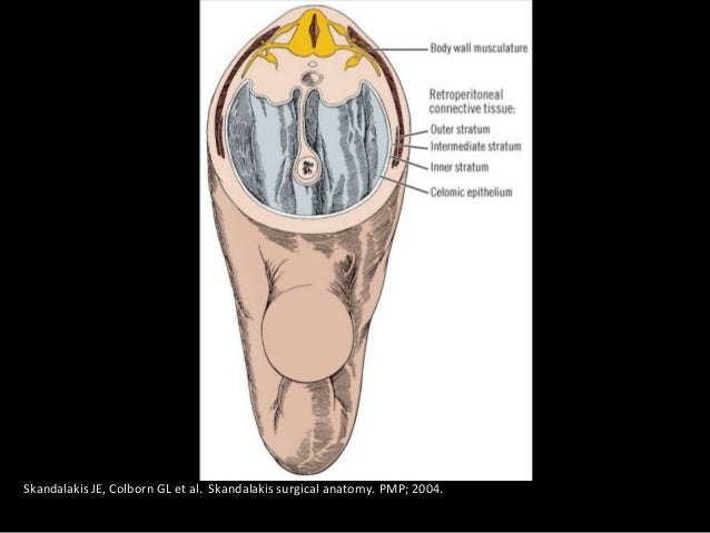 skandalakis surgical anatomy free download