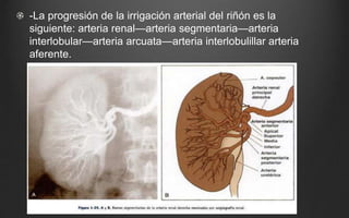 Retroperitoneo urologia | PPTX