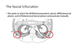 retroperitoneum anatomy radiology (3).pptx