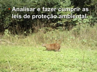 Analisar e fazer cumprir as leis de proteção ambiental. 