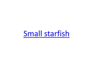 Small starfish  