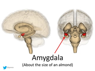 @gwww
Amygdala
(About the size of an almond)
 