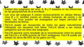  Existen tres subgrupos del virus, A, B y C basados en las diferencias
en las glicoproteínas de la envoltura.
 Los virus del subgrupo A crecen exclusivamente en células felinas;
virus B y C, también crecen en células humanas, de canino y de
visón. Los virus pueden ser propagados por largos períodos en
fibroblastos de felinos.
 FeLV-A puede ser recuperado de todos los gatos naturalmente
infectados con leucemia viral felina. FeLV-A tiende a ser menos
patogénico que los otros dos subgrupos.
 FeLV-B aparece como resultado de la recombinación entre los genes
del FeLV-A y el ADN proviral de FeLV endógenos. FeLV-B puede ser
aislado de cerca del 50% de los gatos con FeL.
 