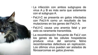  La infección con ambos subgrupos de
virus A y B es más seria que solamente
con el subgrupo A.
 FeLV-C se presenta en gatos infectados
con FeLV-A como un resultado de las
mutaciones en los genes del FeLV-A.
 FeLV-C causa una anemia fatal y por
esto es raramente transmitida.
 La recombinación frecuente de FeLV con
los genes de las células hospederas
produce virus del sarcoma felino
recombinantes defectivos en replicación.
Los últimos virus pueden ser aislados de
fibrosarcomas en gatos jóvenes.
 