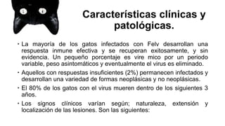 Características clínicas y
patológicas.
 La mayoría de los gatos infectados con Felv desarrollan una
respuesta inmune efectiva y se recuperan exitosamente, y sin
evidencia. Un pequeño porcentaje es vire mico por un periodo
variable, peso asintomáticos y eventualmente el virus es eliminado.
 Aquellos con respuestas insuficientes (2%) permanecen infectados y
desarrollan una variedad de formas neoplásicas y no neoplásicas.
 El 80% de los gatos con el virus mueren dentro de los siguientes 3
años.
 Los signos clínicos varían según; naturaleza, extensión y
localización de las lesiones. Son las siguientes:
 