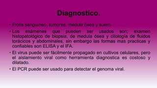 Diagnostico.
 Frotis sanguíneo, tumores, medula ósea y suero.
 Los exámenes que pueden ser usados son; examen
histopatológico de biopsia, de medula ósea y citología de fluidos
torácicos y abdominales, sin embargo las formas mas practicas y
confiables son ELISA y el IFA.
 El virus puede ser fácilmente propagado en cultivos celulares, pero
el aislamiento viral como herramienta diagnostica es costoso y
dilatado.
 El PCR puede ser usado para detectar el genoma viral.
 